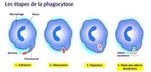 phagocytose